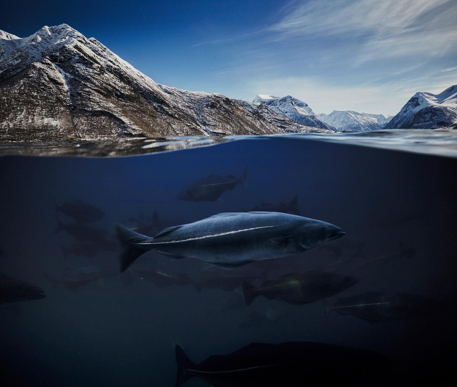 Norsk sej under vatten